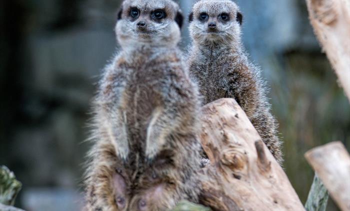 Meerkats